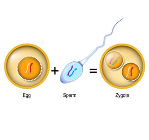 Cryopreservation of Gametes