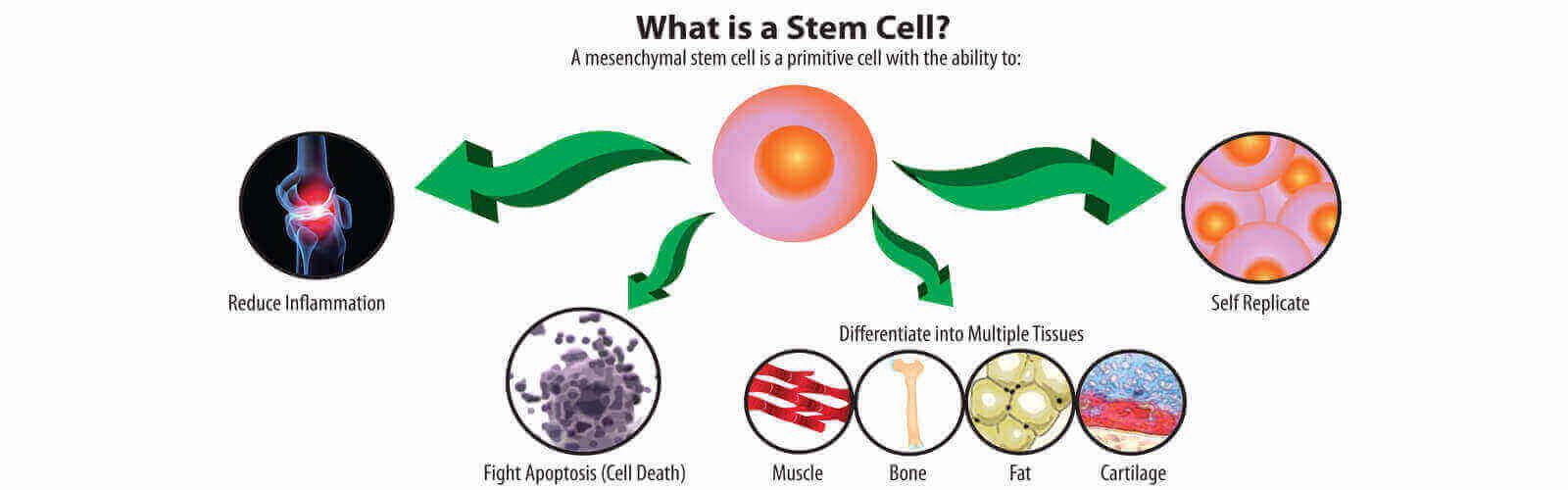 Stem Cell Treatment in Vijayawada